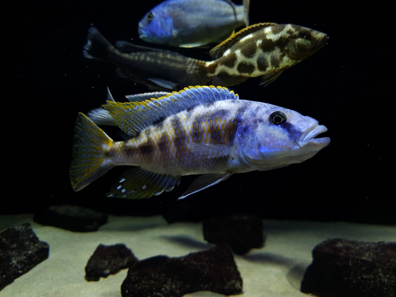 Tyrannochromis nigriventer